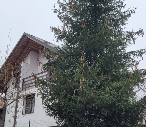 Camere de Închiriat LA MARIA